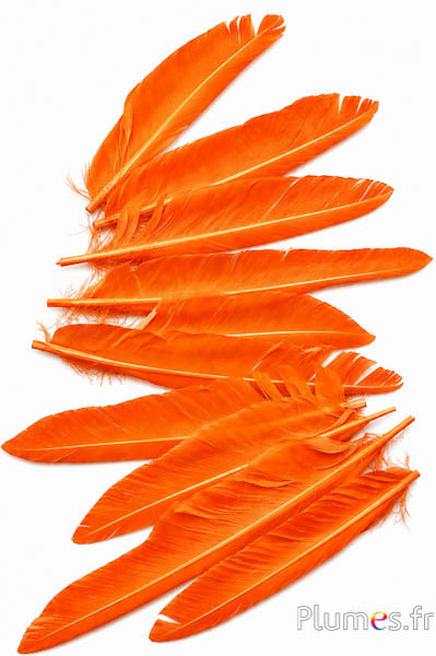 Gans kop - 15-20 cm - oranje